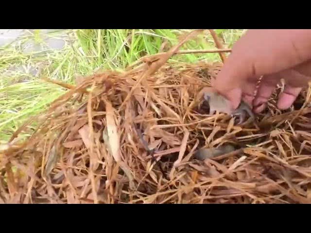 Video thumbnail for Help baby rat from nest when having rice machine work in field