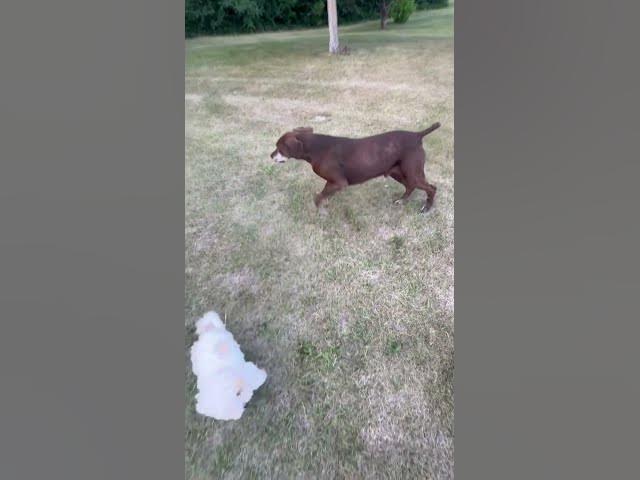 Video thumbnail for Day 5 #shorts