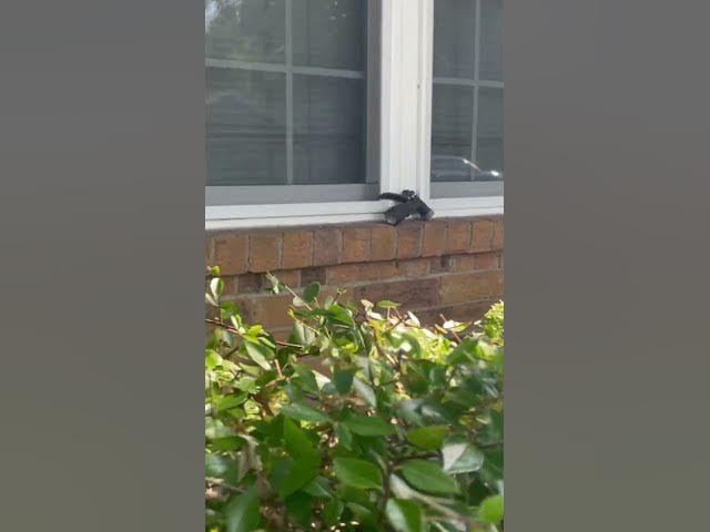 Video thumbnail for October 27, 2025