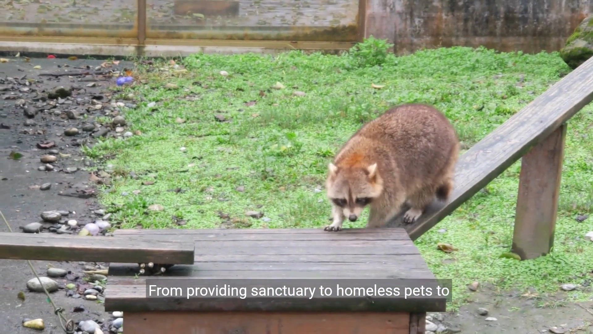 Video thumbnail for Shining a Spotlight on Animal Shelters in Illinois