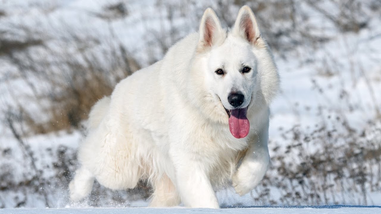Video thumbnail for White Swiss Shepherd Dog Pros and Cons
