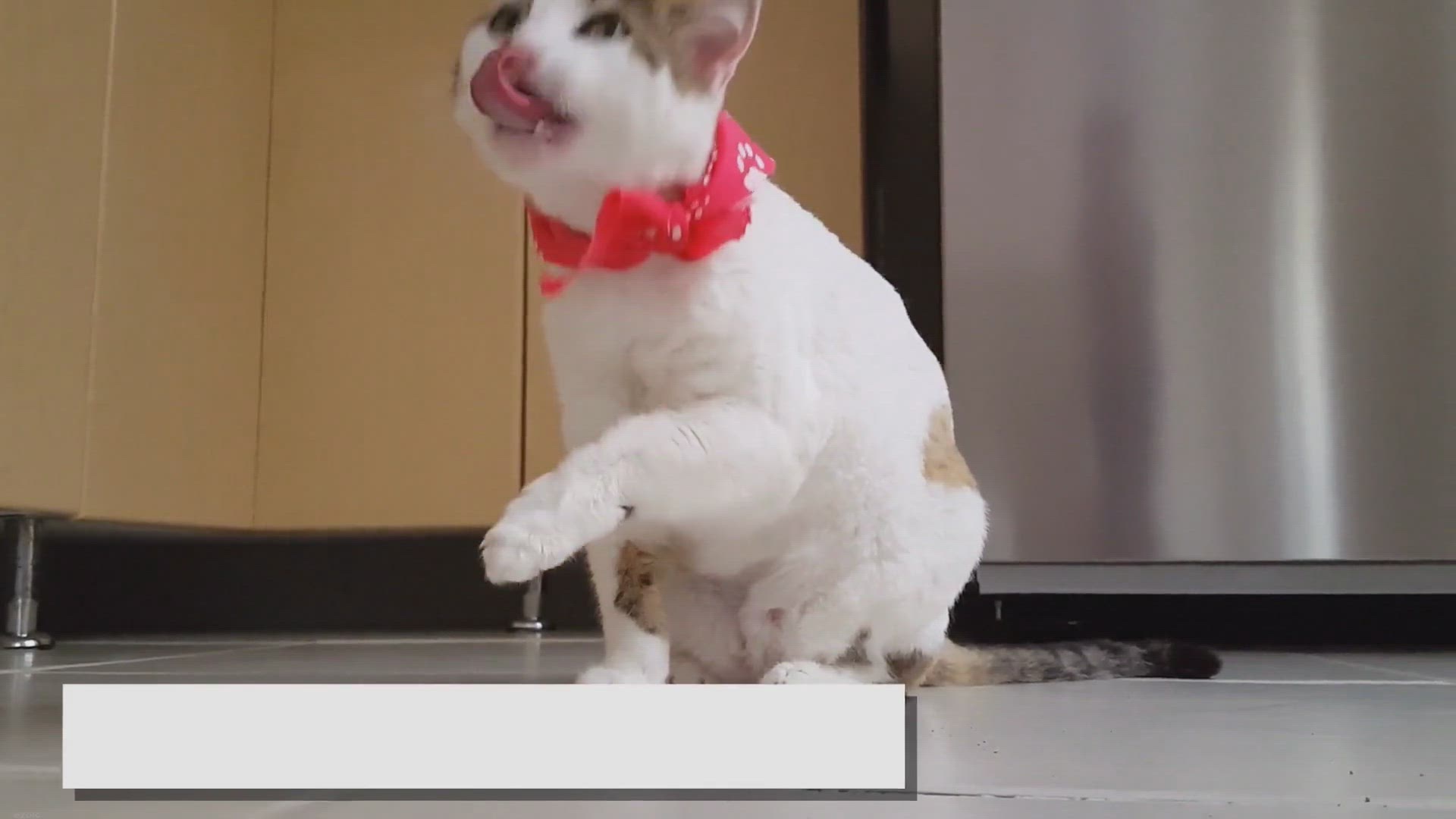 Video thumbnail for Ragdoll Kittens: Essential Tips Every Owner Needs!
