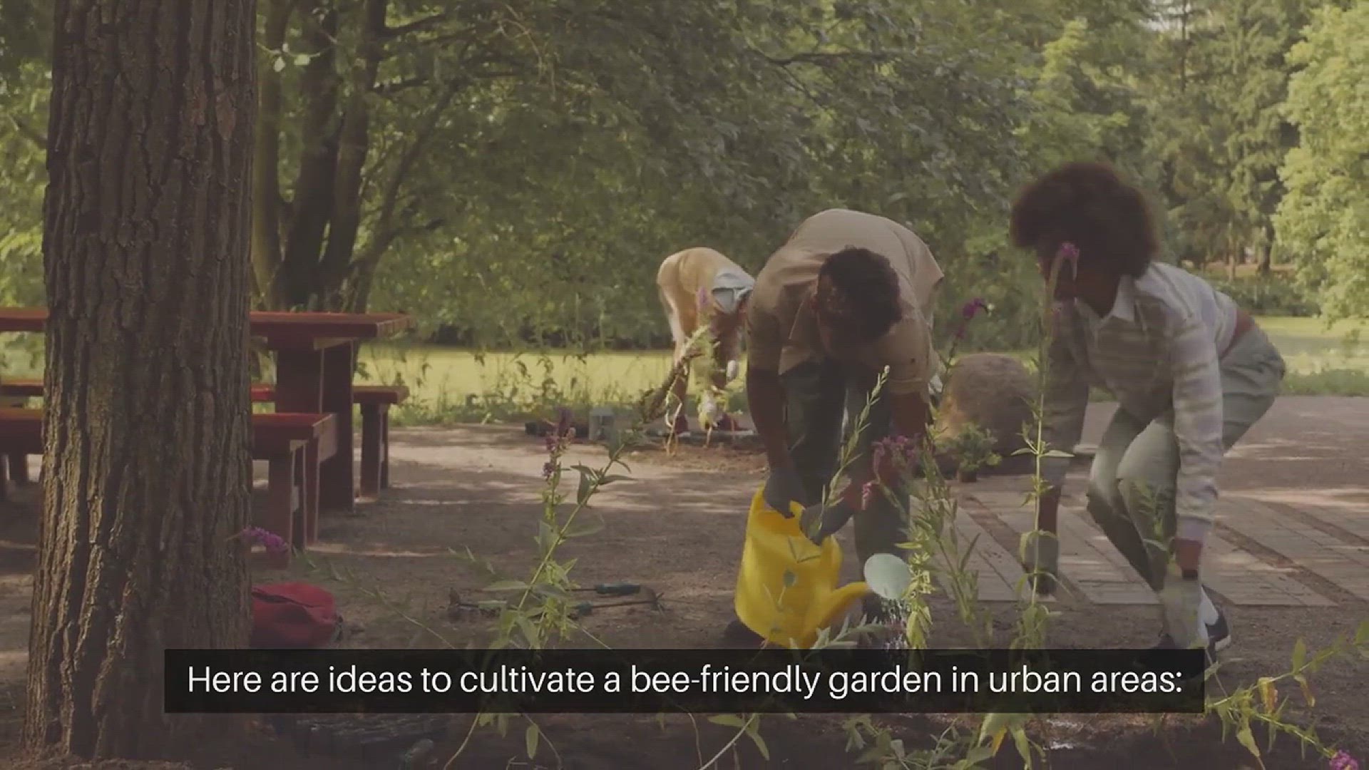 Bee Garden Ideas for Urban Spaces | Open Video