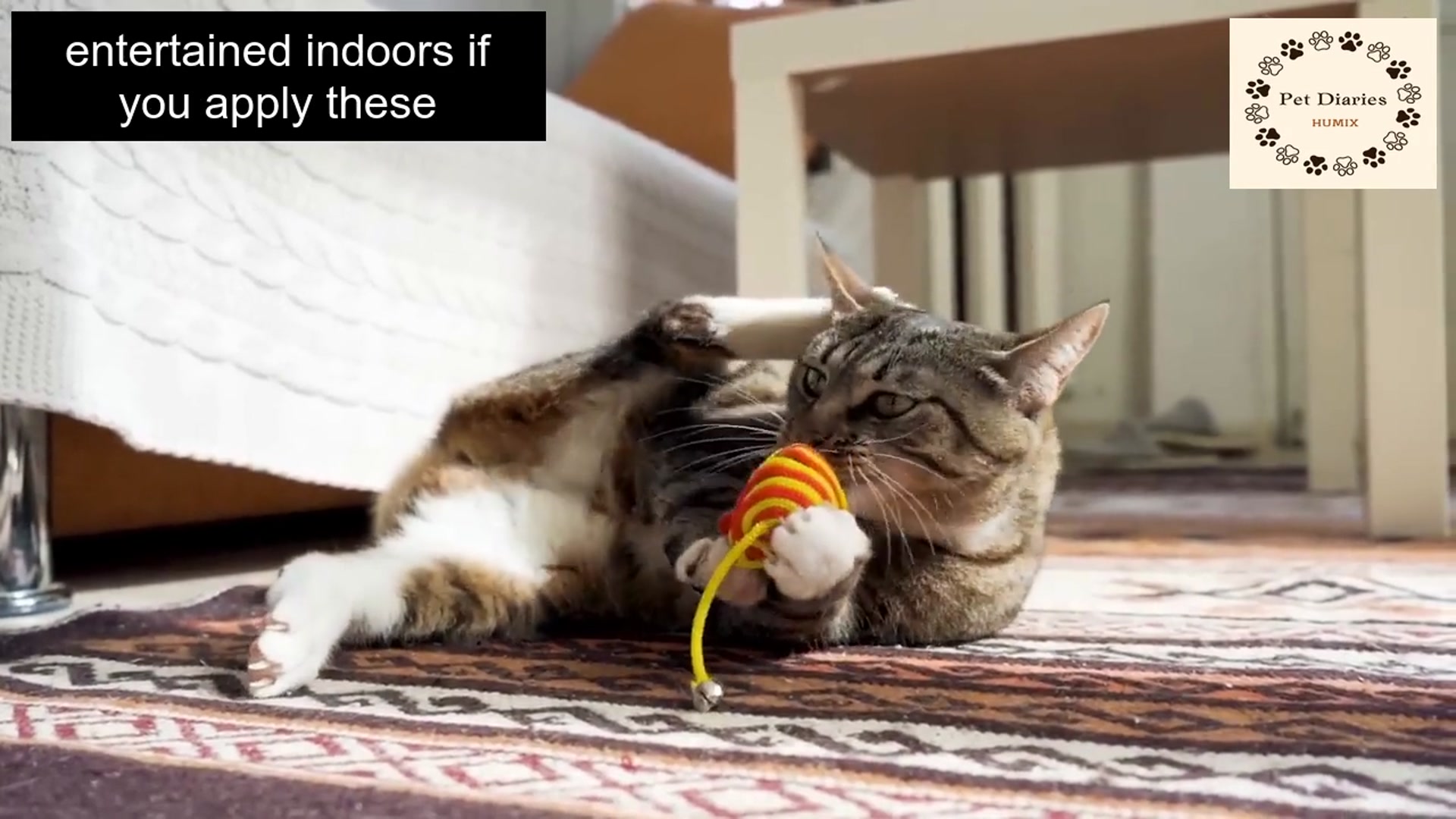 Video thumbnail for Fun Ways to Keep Your Cat Happy