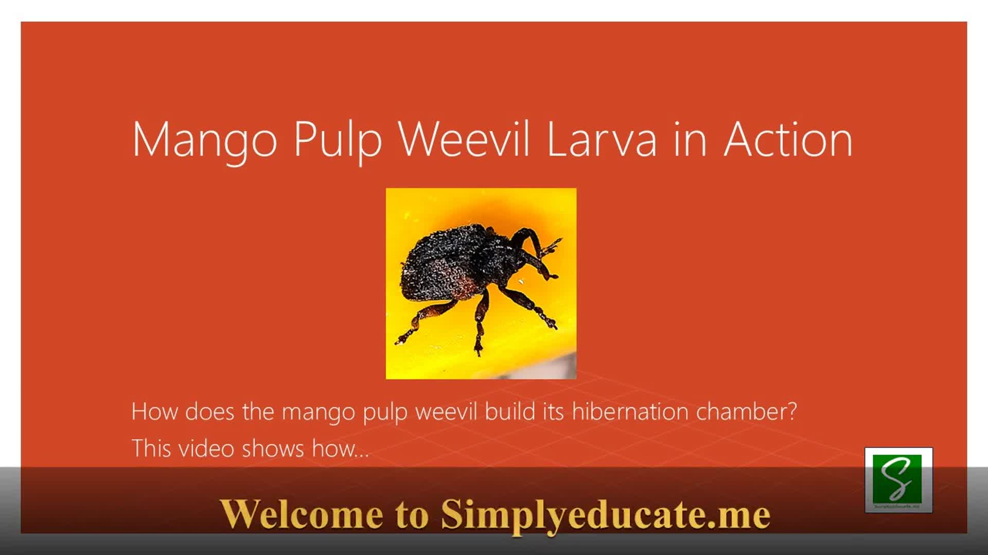 Video thumbnail for Mango Pulp Weevil Larva Rebuilds Its Home | Nature Documentary Short