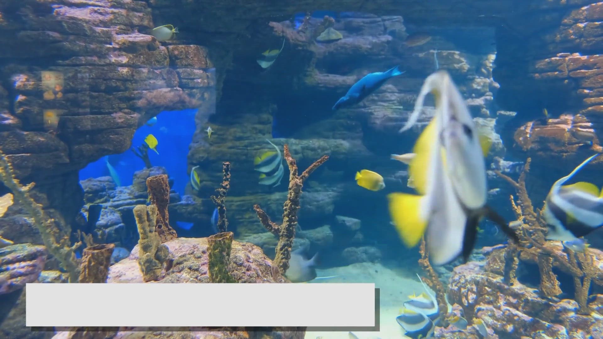 Video thumbnail for Colorful Fish for Aquariums: Adding Vibrancy to Your Tank