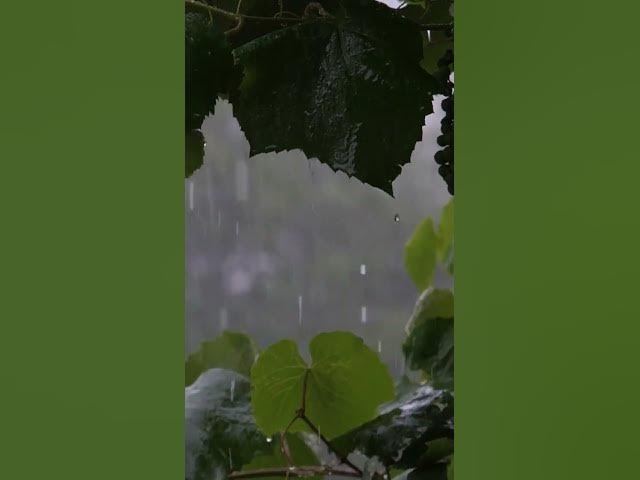 Video thumbnail for Pleasant rain-----ASMR#relax #rainoundforsleep #rain #rainsounds #relaxingsounds #relax #rainsound