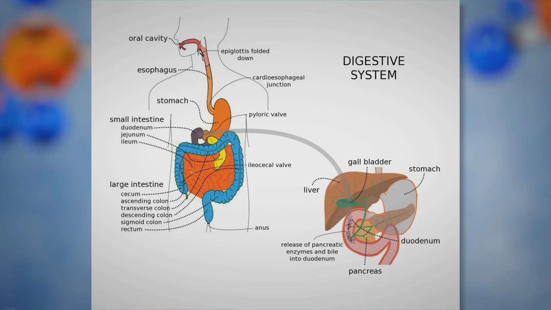 Video thumbnail for Digestive System