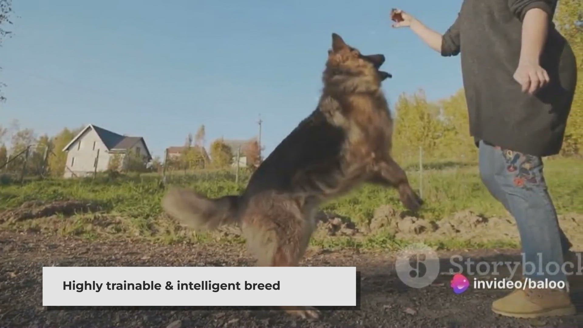 'Video thumbnail for German Shepherd Puppies'