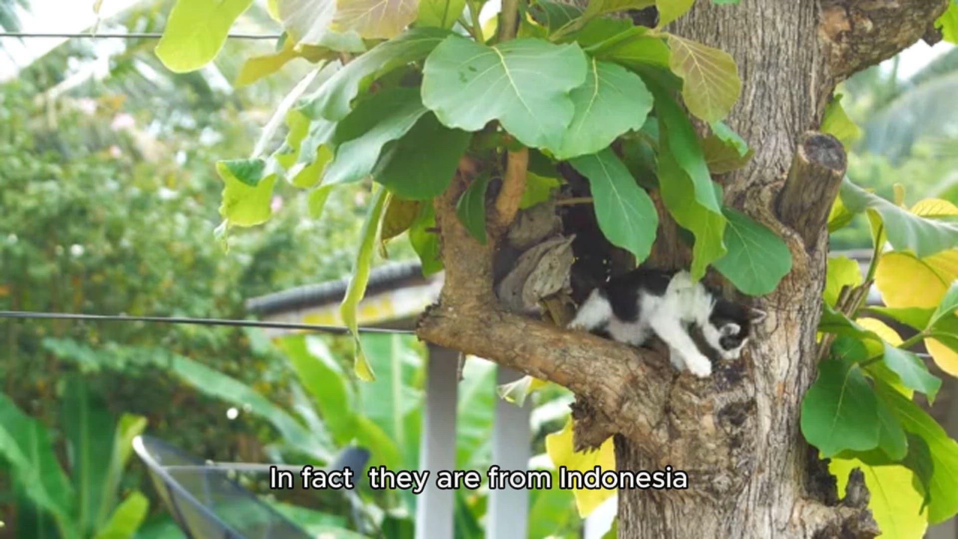 Video thumbnail for kopi luwake coffee