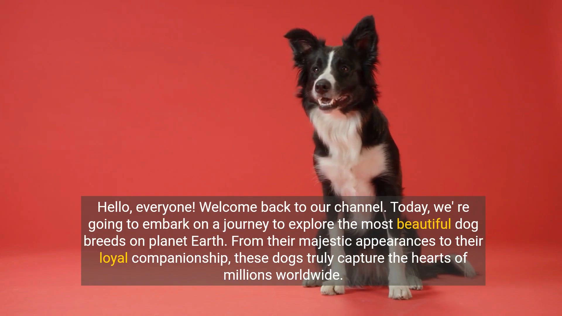 Video thumbnail for The Most Beautiful Dog Breeds on Earth