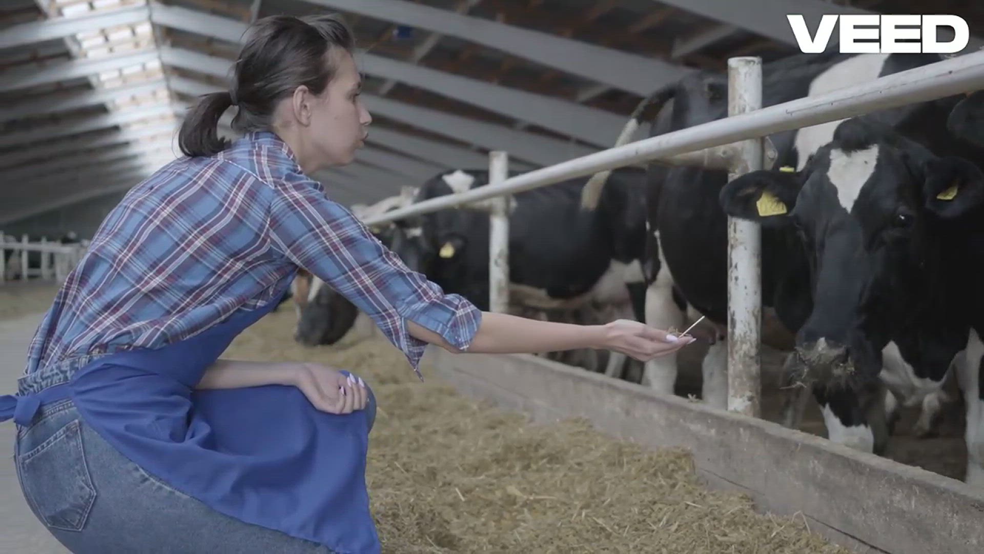 'Video thumbnail for Why Farmer's Dog Food Transformed My Dogs'