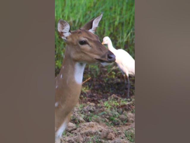 Video thumbnail for Axis deer #shorts