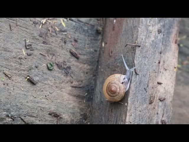 Video thumbnail for Snail warking faster after rian