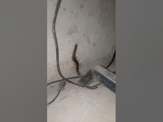 'Video thumbnail for EP-10 Cats Vs Venomous Centipede 4K #Insect #gaininsect'