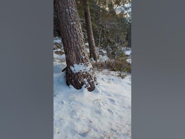 Video thumbnail for Back with the snow to our lake. #TeamSnow