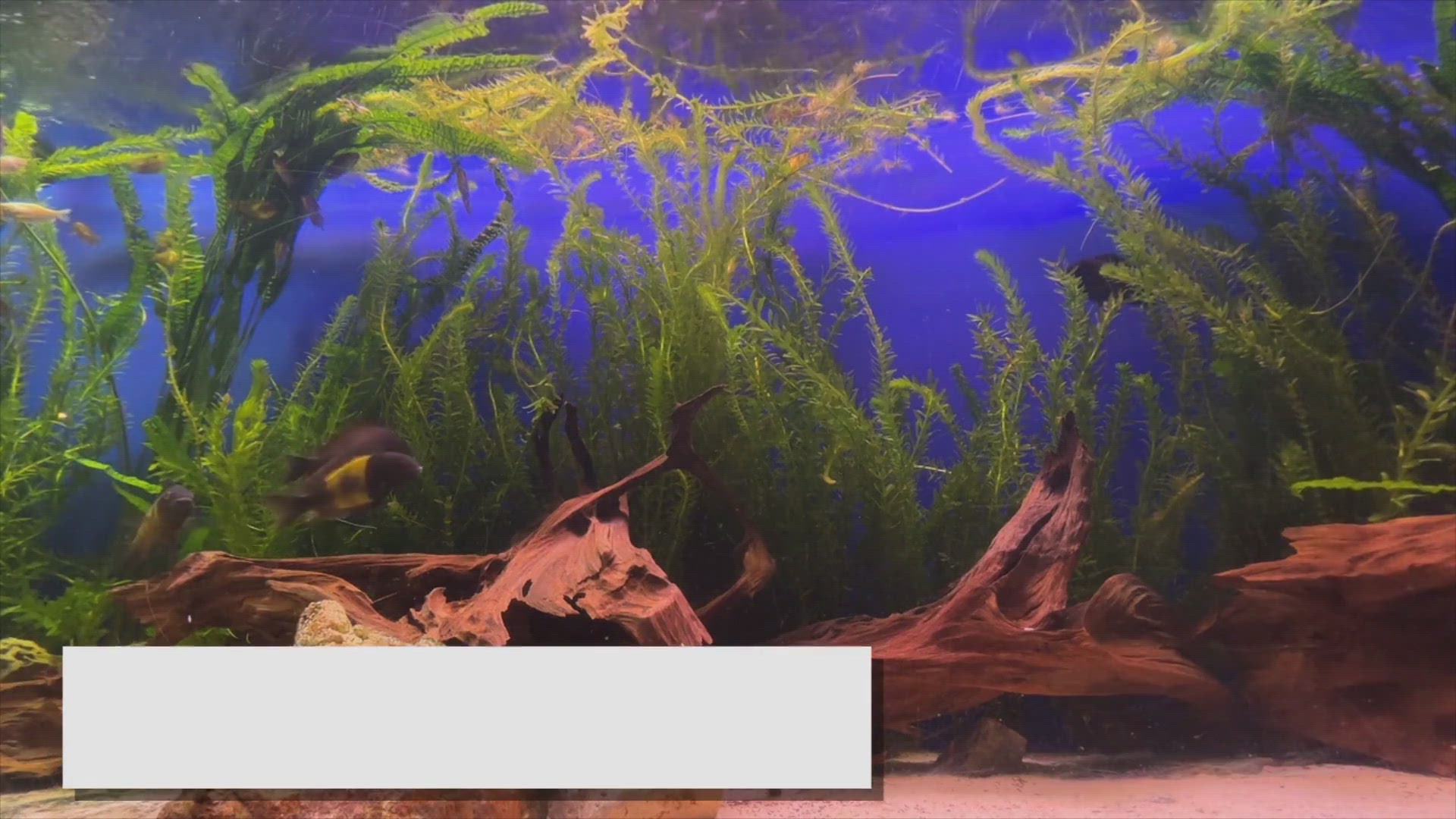 Video thumbnail for Best Fish for Planted Tanks: Coexisting with Aquatic Plants