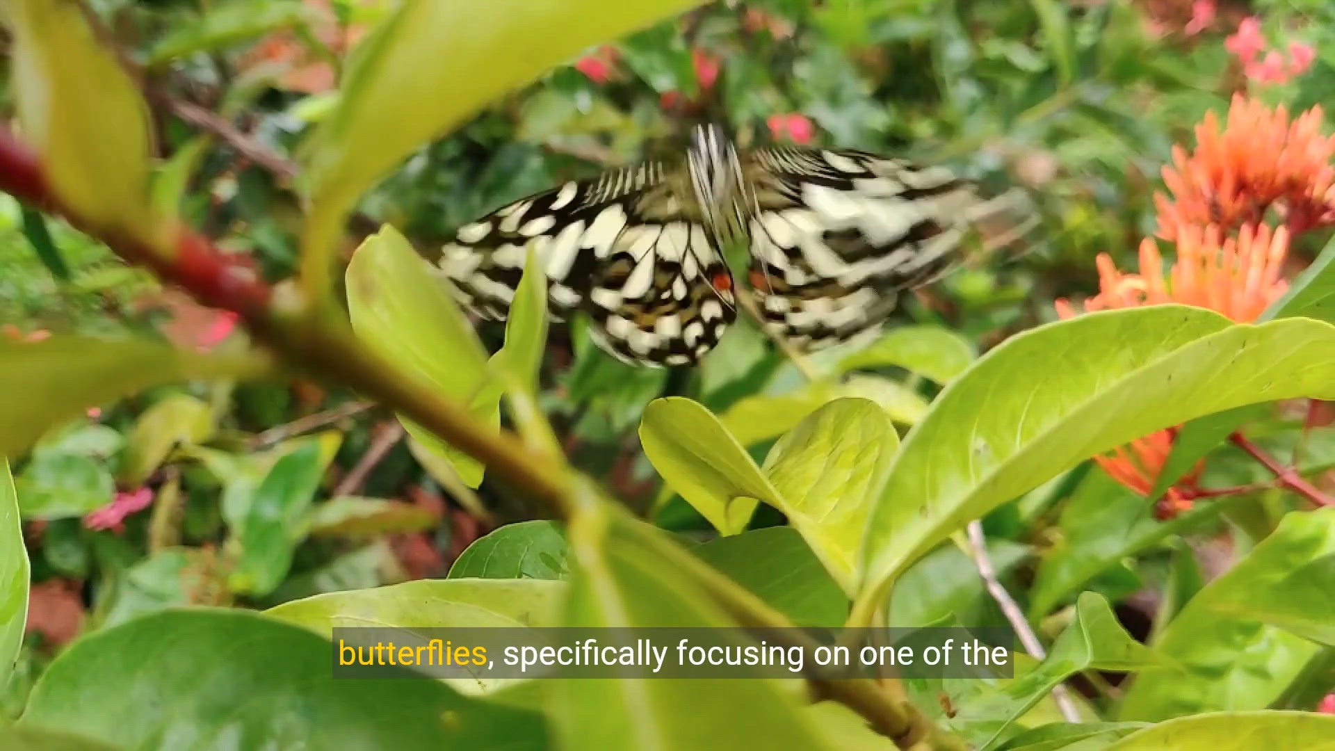 Video thumbnail for The Enchanting World of Morpho Butterflies Most Beautiful Butterfly on Planet Earth