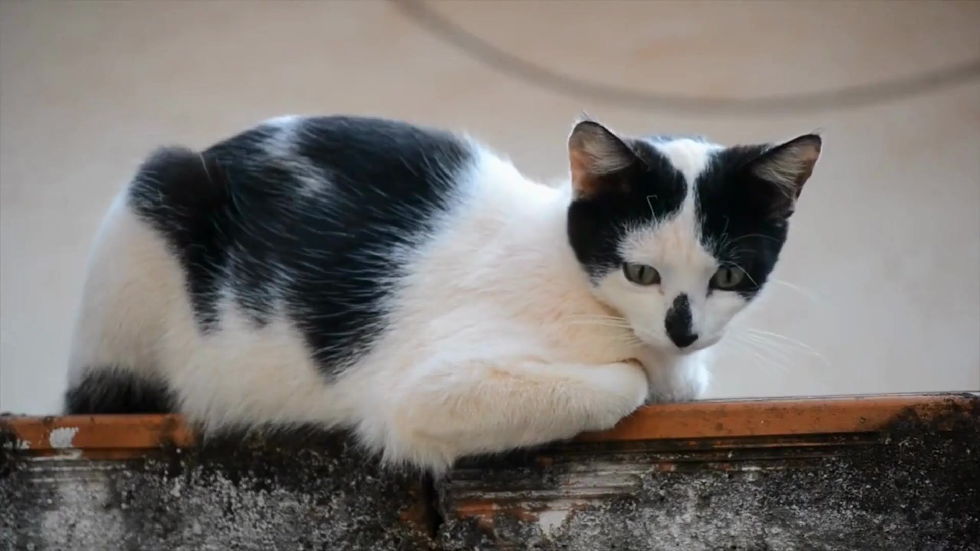 Video thumbnail for Why_do_cats_move_their_whiskers_forward_when_investigating