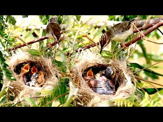 Video thumbnail for Carea nest bird | The Art of Mother Bird Nest Maintenance