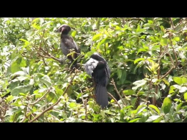 Video thumbnail for The nest water black alot here | Wild black bird alot