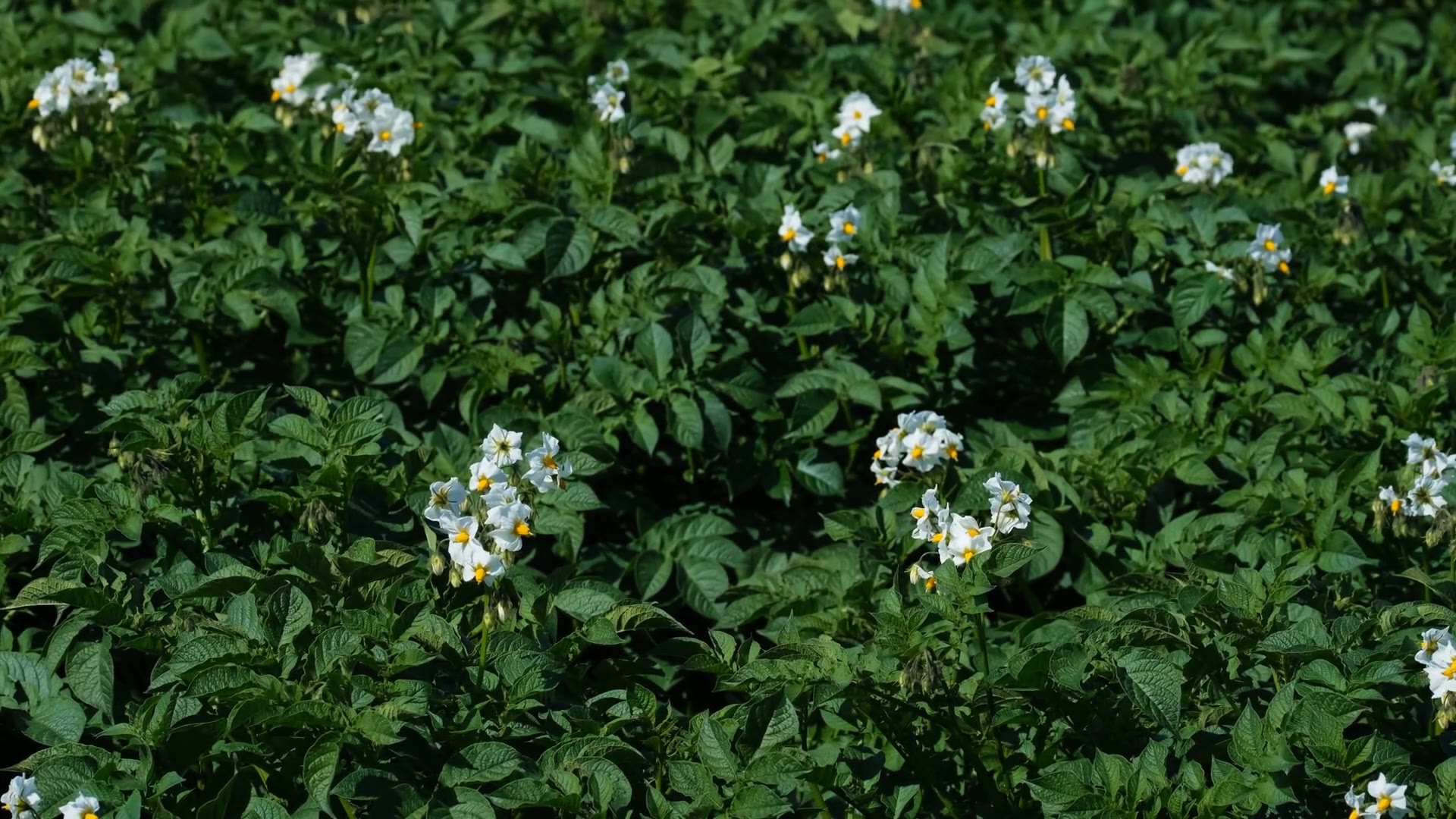 Video thumbnail for How to Harvest Potatoes: A Step-by-Step Guide