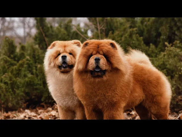 Video thumbnail for Meet with 9 Great Jowls Dog Breeds