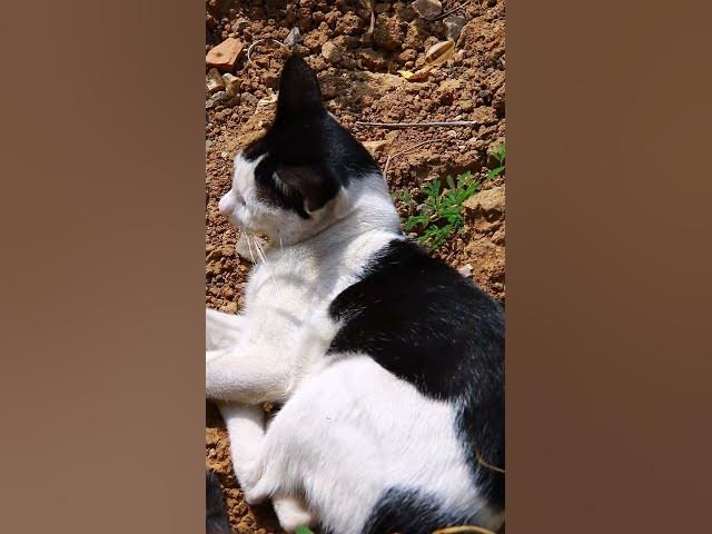 'Video thumbnail for Cat cleaning teeth & Budy 7 #cat #cateat #viralcat #topcat #catlife #shortcat  #fredingcat'