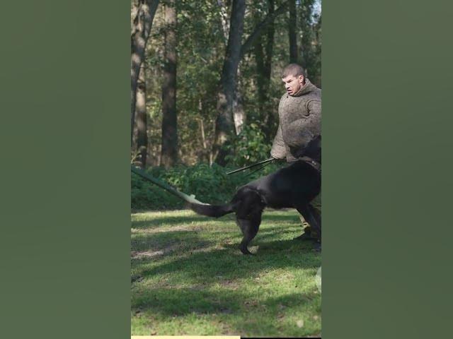 Video thumbnail for The World of Paws German Shepherds