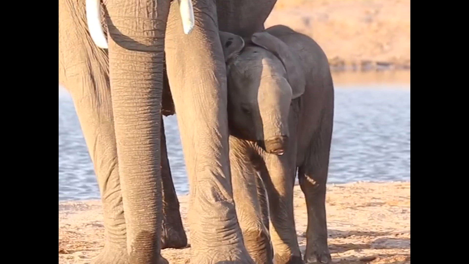 This Baby Elephant Lost Its Trunk. Can It Survive?