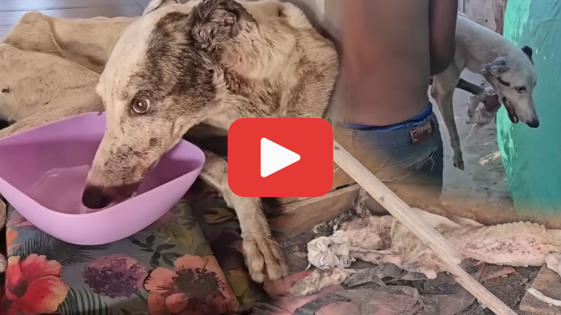 'Video thumbnail for She Begged for Help Until She Collapsed—But Her Pleas Went Unanswered'