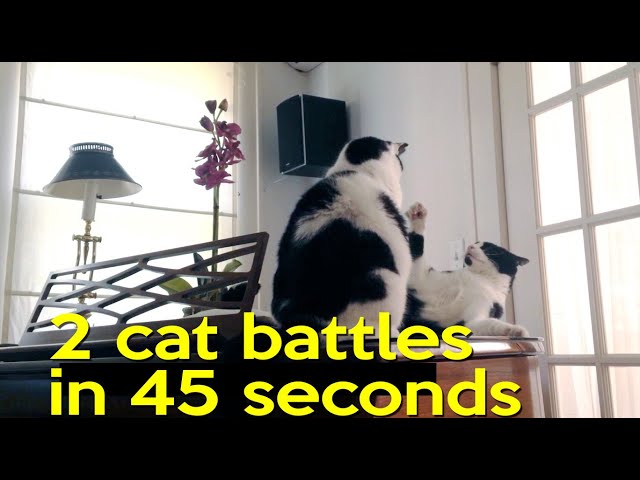 'Video thumbnail for Battles of the Cats'