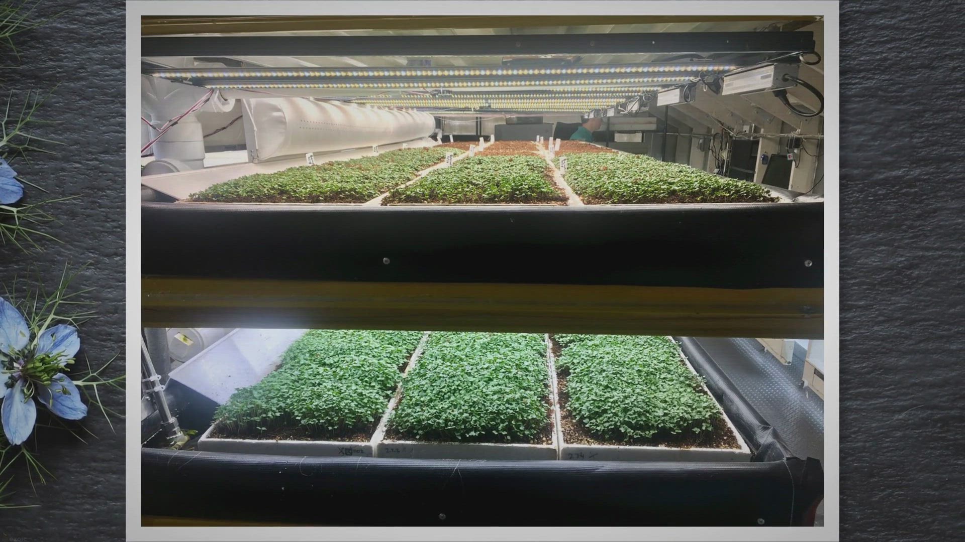 'Video thumbnail for How To Grow Lupine Microgreens: Fast and Easy'