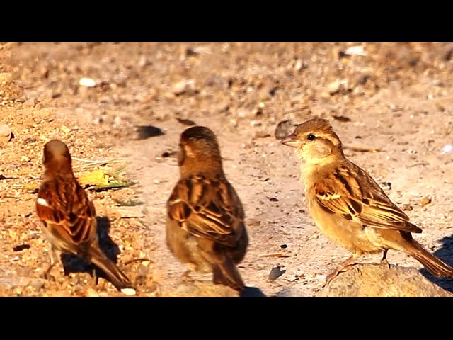 Video thumbnail for The small wild sparrow or wild dove