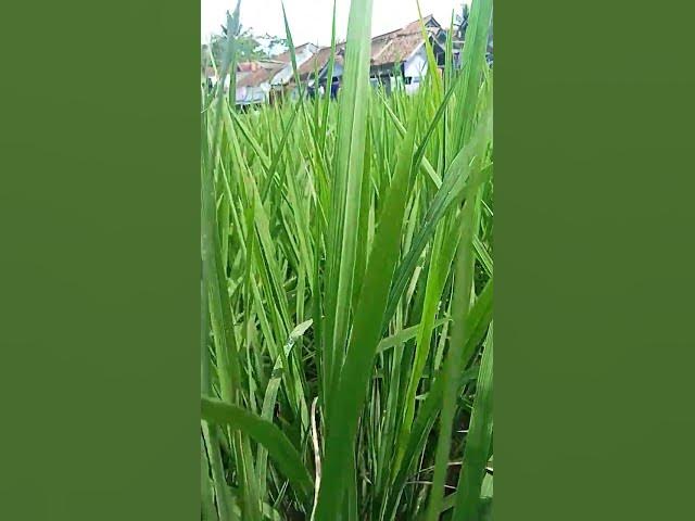 Video thumbnail for #sinematik#fyp #viralvideo