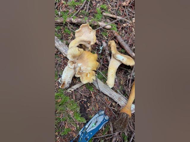 Video thumbnail for Elk hunting this week has had many set backs, but it’s always nice to find fresh chanterelles!