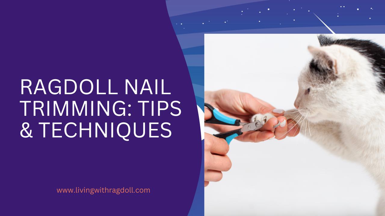 Video thumbnail for Ragdoll Nail Trimming Tips and Techniques