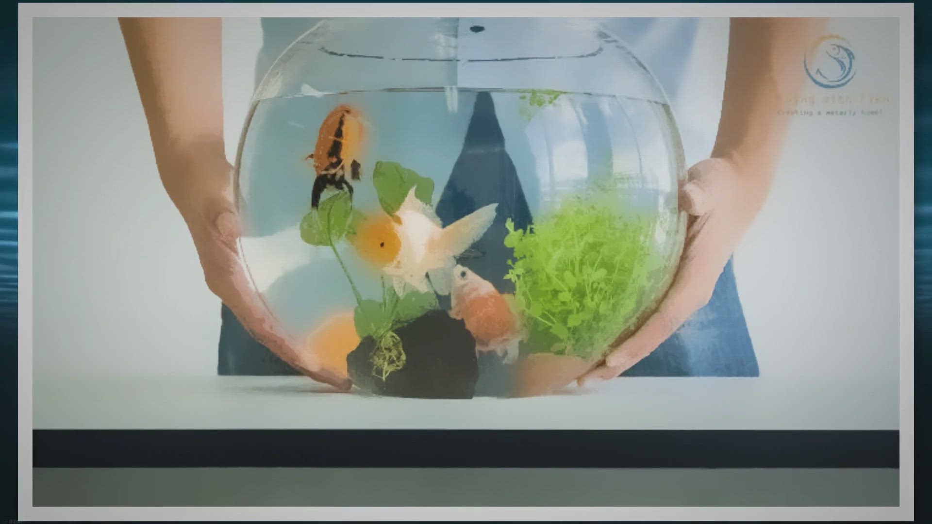 Video thumbnail for The Top Benefits of Choosing a Glass Fish Tank
