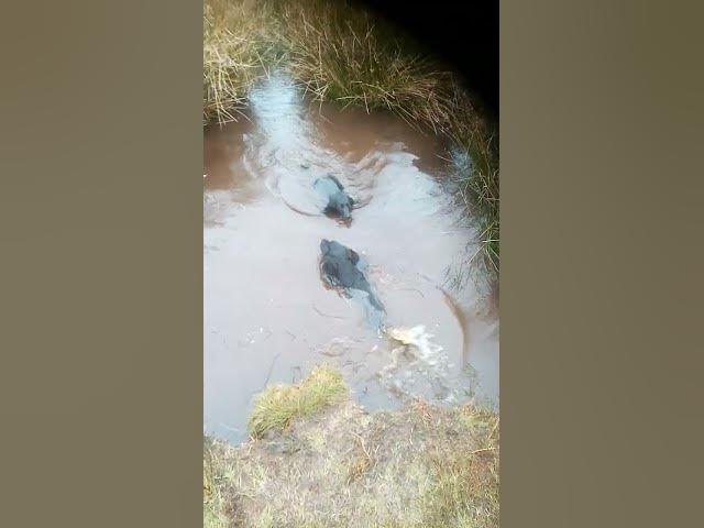 Video thumbnail for Cocker spaniels getting smelly in super stinky mud