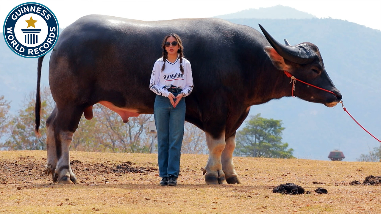 'Video thumbnail for King Kong: Tallest Water Buffalo'