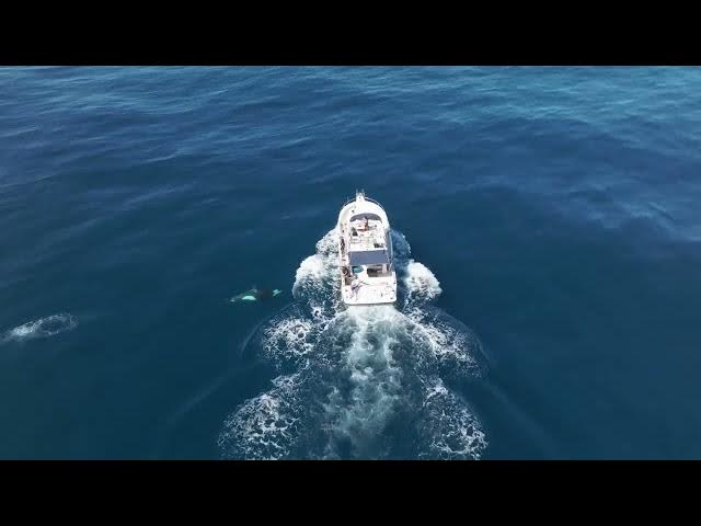 'Video thumbnail for How to avoid orcas in the Strait of Gibraltar'