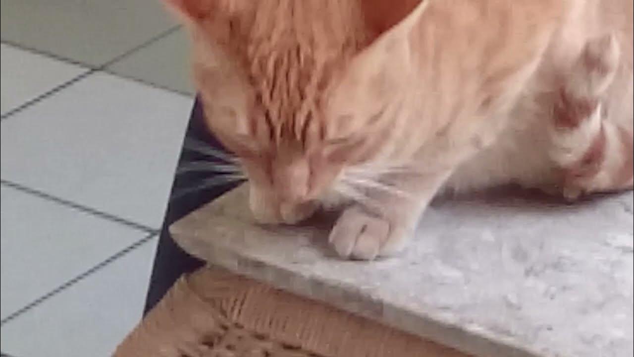 'Video thumbnail for Gato com paciência Zen tolera cão que perturba muito: parte 1'