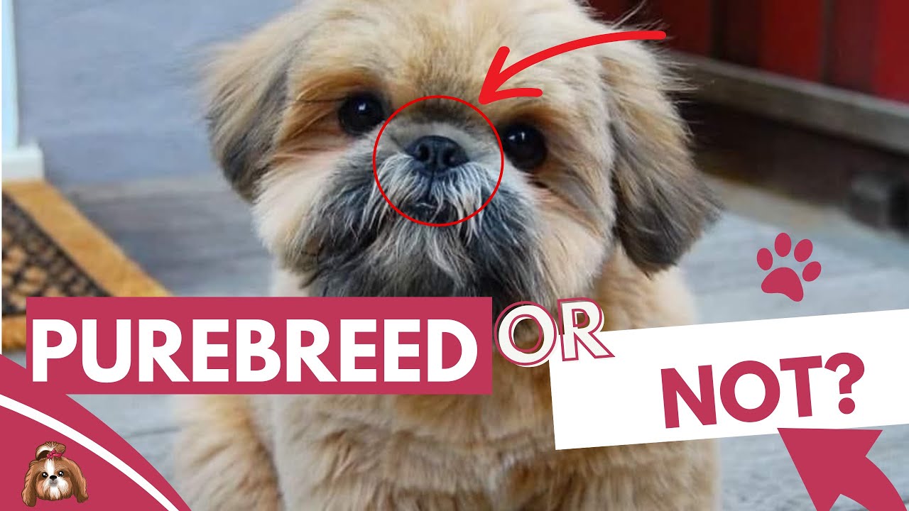 'Video thumbnail for How to Idenitfy a Purebred Shih Tzu Puppy?'