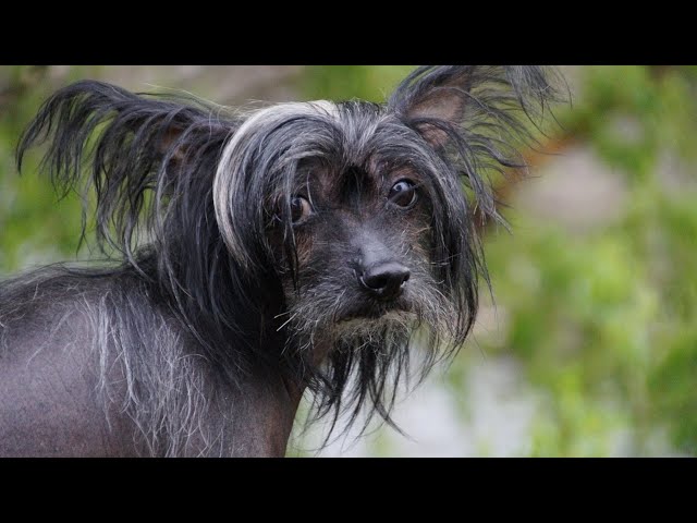 Shops crested schnauzer