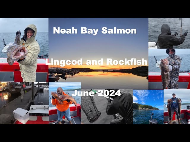 'Video thumbnail for The Crew does Neah Bay in 2024 - Salmon, Lingcod and Rockfish'