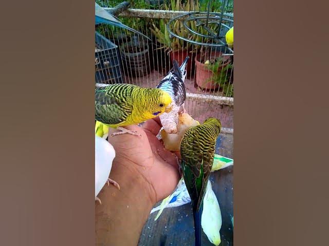 Video thumbnail for This Amazon bird toy is SO COOL#birds#parrot #birdslover #budgis #lovebirds #budgiegar #cute #health
