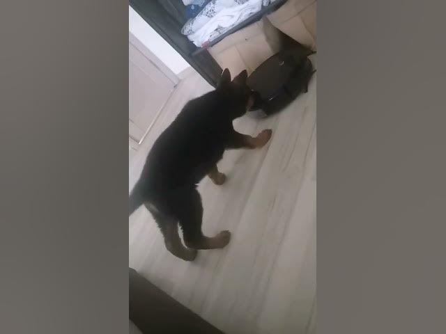 'Video thumbnail for 😂❤️🐶'
