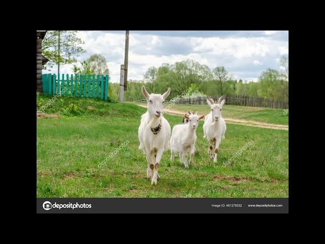 Video thumbnail for The Three Codependent Goats Gruff
