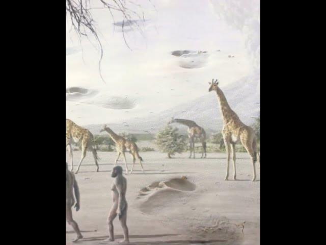 Video thumbnail for Australopithecus afarensis