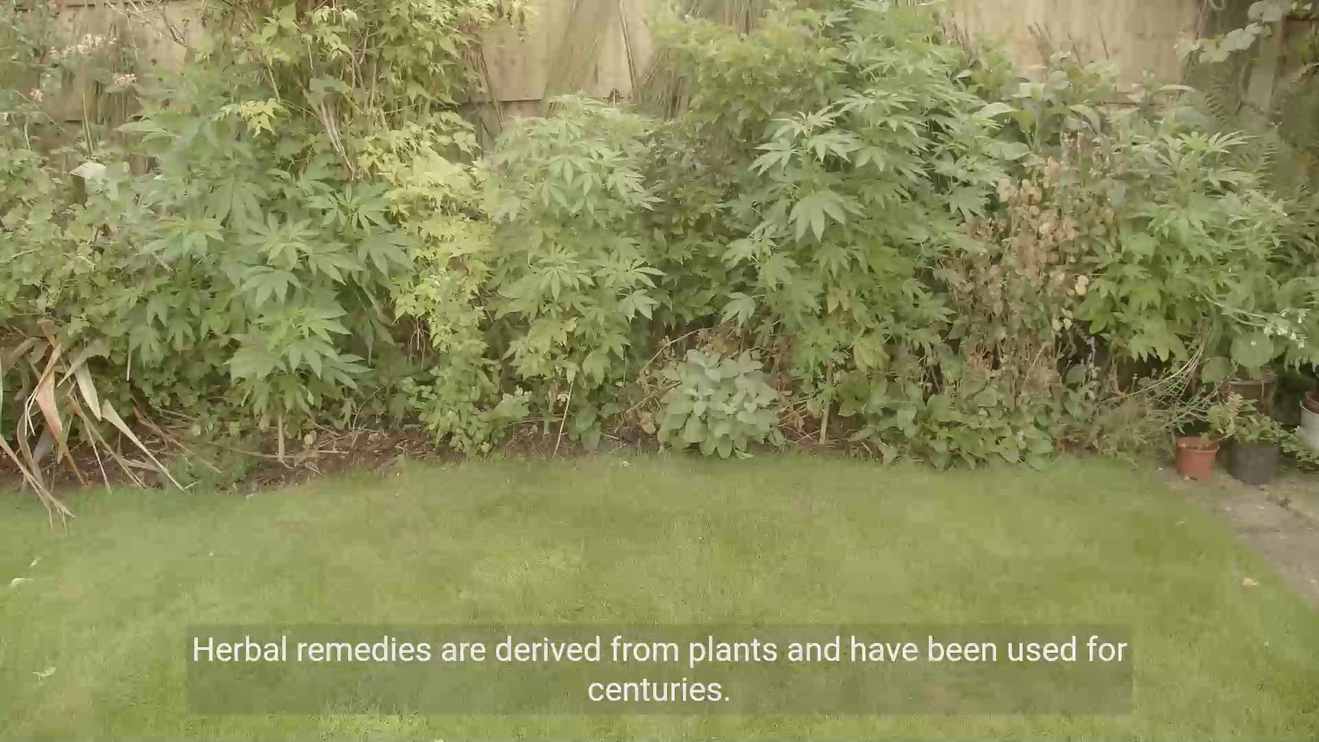 'Video thumbnail for The Power of Herbal Remedies: Natural Solutions for treatment'